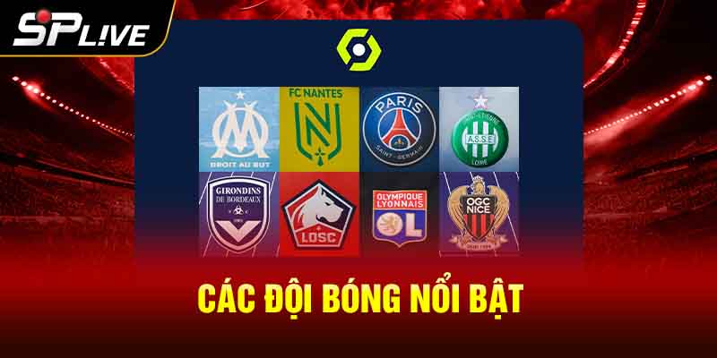 Các đội bóng nổi bật