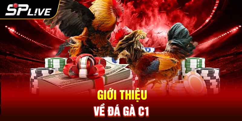 Giới Thiệu về đá gà C1 