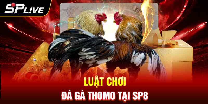 Luật chơi đá gà Thomo tại SP8