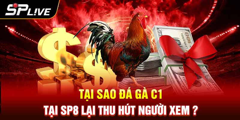 Tại sao đá gà C1 tại SP8 lại thu hút người xem ?