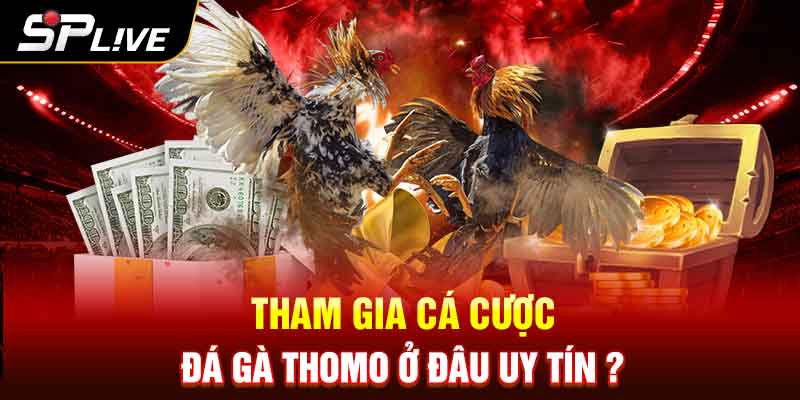 Tham gia cá cược đá gà Thomo ở đâu uy tín ?