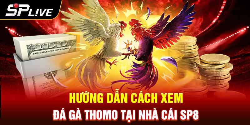 Hướng dẫn cách xem đá gà Thomo tại nhà cái SP8