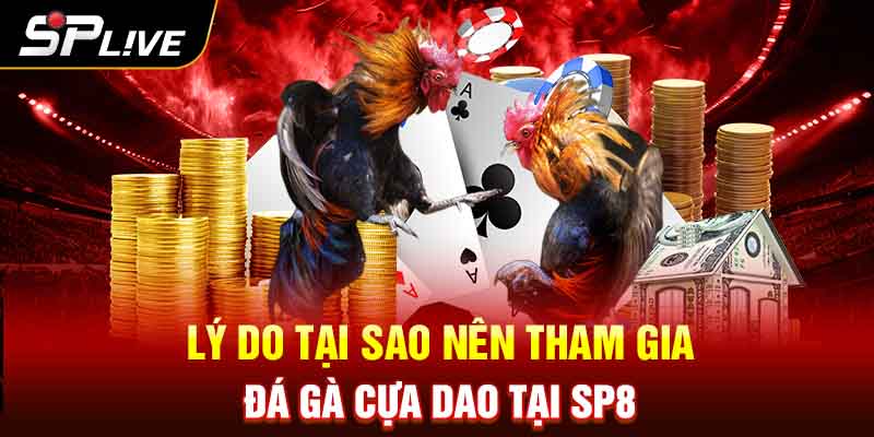 Lý do tại sao nên tham gia đá gà cựa dao tại SP8