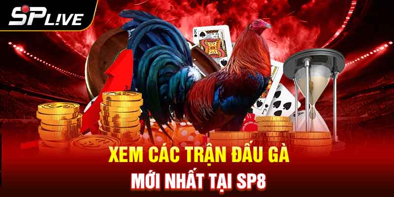 Xem các trận đấu gà mới nhất tại SP8