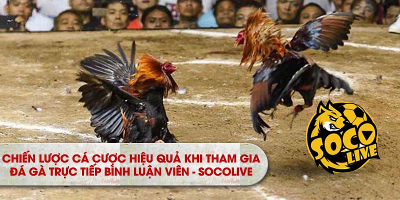 Chiến lược đánh cá hiệu quả khi tham gia Da Ga Trực Tiếp Bình Luân Viên - Socolive