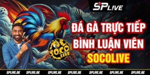 Da Ga Truc Tiep Binh Luan Vien - Socolive