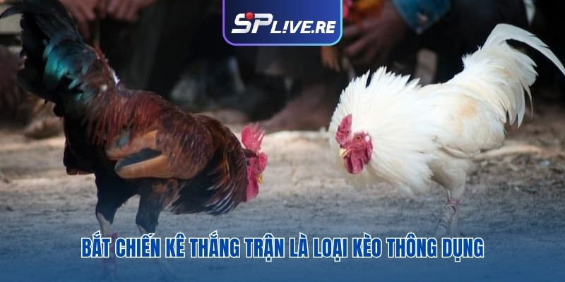 Bắt chiến kê thắng trận là loại kèo thông dụng