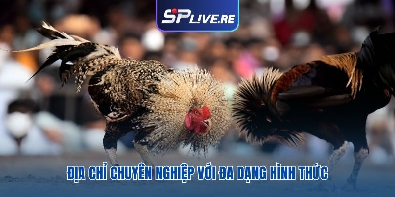 Địa chỉ chuyên nghiệp với đa dạng hình thức
