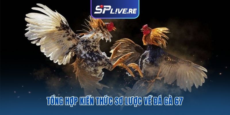Tổng hợp kiến thức sơ lược về đá gà 67
